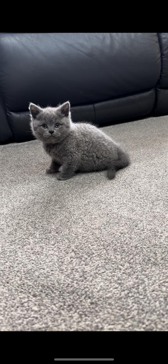 Preview of the first image of BRITISH SHORTHAIR KITTENS.