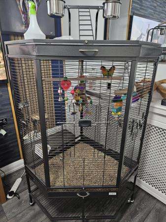 Image 5 of Pair of love birds with new cage