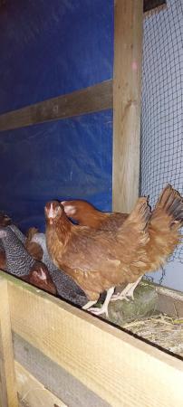 Image 2 of Point of Lay Blacktail Pullets For Sale