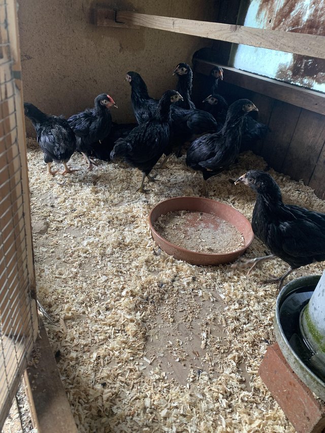 Preview of the first image of Black rock hens (bantams.