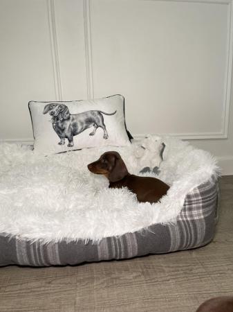 Image 2 of KC registered Miniature Dachshund Puppies ready now