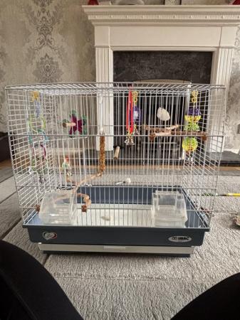 Image 2 of two budgies and cage come with cage and accessories