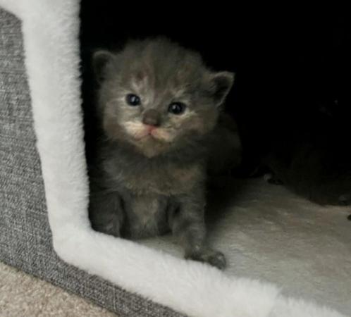 Image 6 of Adorable Dollface Persian X Kittens