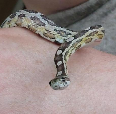 Image 5 of Anery Male corn snake and starter setup for sale