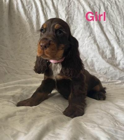 Image 1 of Beautiful kc show cocker spaniel puppies (ready now)