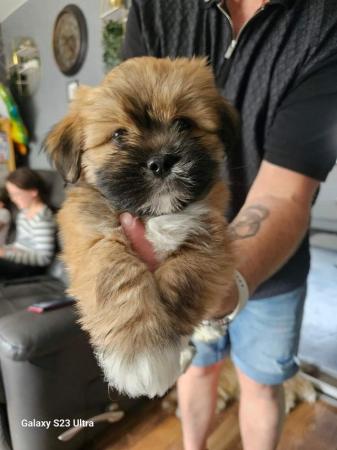 Image 15 of Lhasa apso puppies for sale