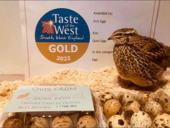 Image 2 of Point of lay quail for sale, hatching eggs and chicks !