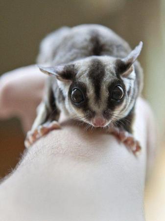 Image 6 of baby male sugar gliders in store and ready to go