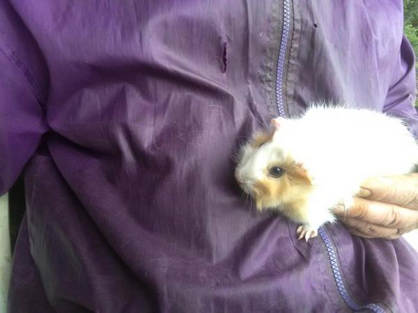 Image 1 of Female Baby Tufted Guinea Pig 8 weeks old