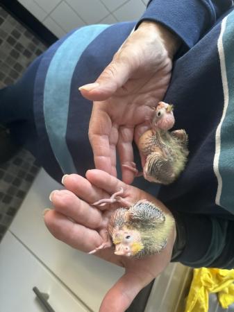 Image 2 of Hand reared cockatiels for sale, ready to leave soon