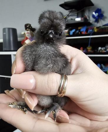 Image 1 of 2 week old chicks - Different breeds
