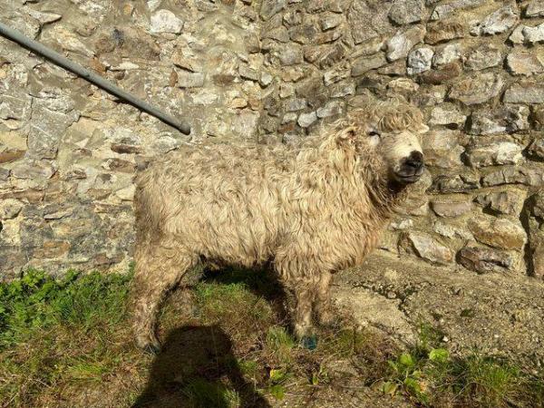 Image 3 of Greyface Dartmoor pedigree registered Ram 2021
