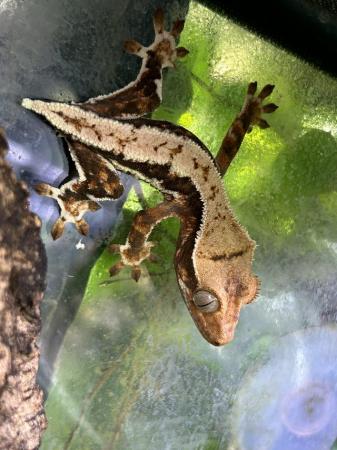 Image 3 of Crested gecko juveniles