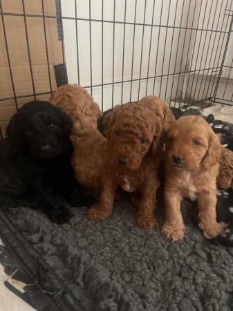 Image 10 of Red, apricot and black cockapoo pups (2 female / 3 male left