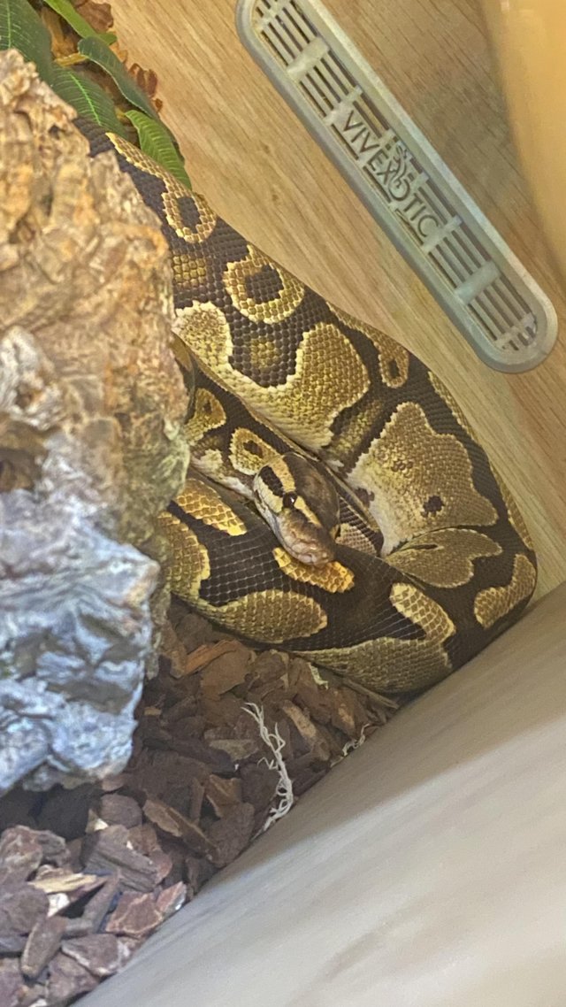 Preview of the first image of Fire Morph Ball/Royal Python.
