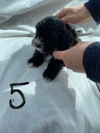 Image 4 of Poodle cross pups 8 weeks old......