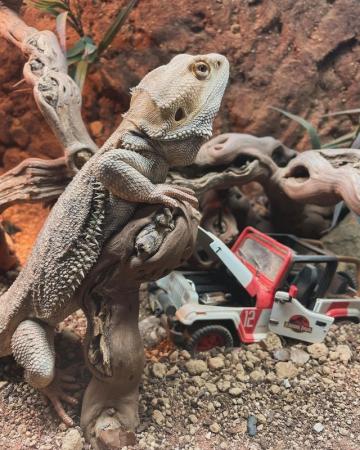 Image 4 of Male bearded dragon with 4ft Viv with custom background