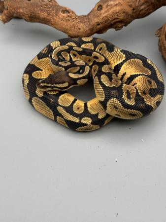 Image 10 of Available Ball Python (Royal Python)