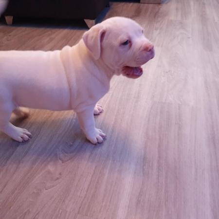 Image 1 of POCKET BULLY X STAFFY. Pups for sale