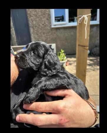 Image 14 of *READY FOR NEW HOMES NOW* cocker spaniel pups