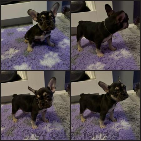 Image 4 of Health tested parents KC registered French bulldog puppies