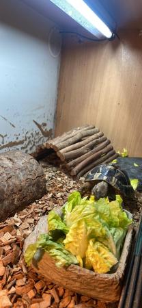 Image 4 of Two Male/Female Hermanns Tortoise with Full Set Up