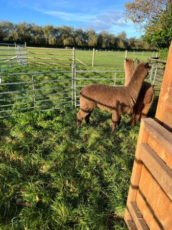 Image 3 of BAS REGISTERED BEAUTIFUL QUALITY BABY ALPACAS
