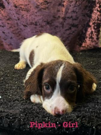 Image 1 of READY NOW Fabulous English springer puppies