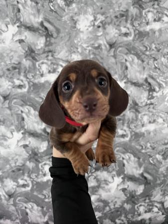Image 8 of Stunning mini dachshunds