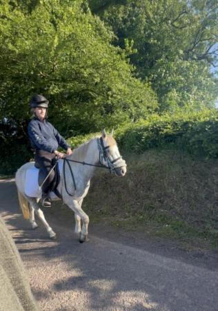 Image 2 of Dartmoor pony gelding five years old