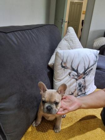 Image 7 of 8 week old French bull dog's