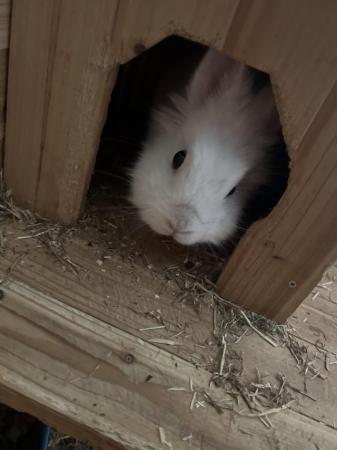 Image 4 of White and grey lion head bunny for sale