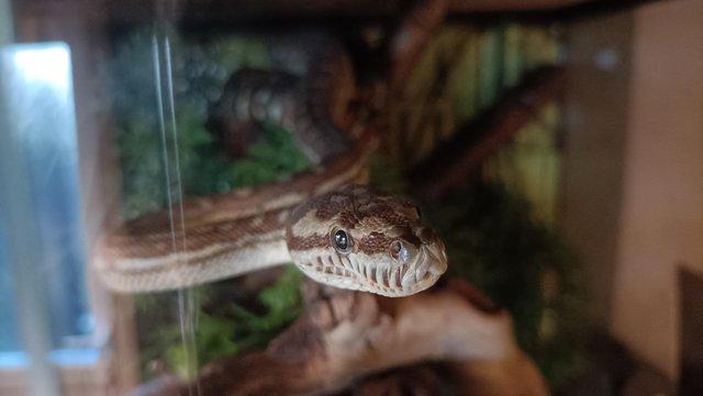 Preview of the first image of Morelia bredli python & full set up.