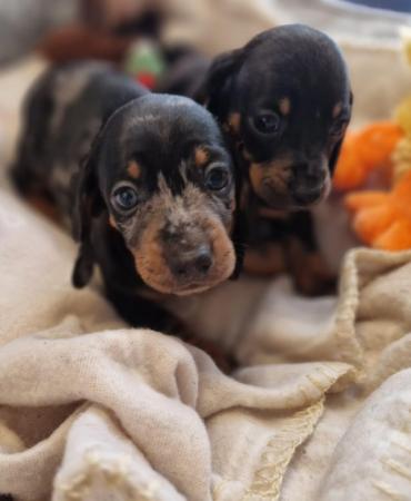 Image 4 of Lovely standard dachshund boy puppies
