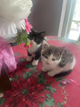 Image 29 of 7week old kittens for sale