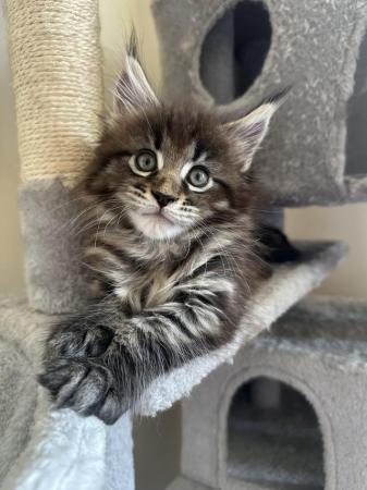 Image 8 of Maine Coon Kittens for Sale