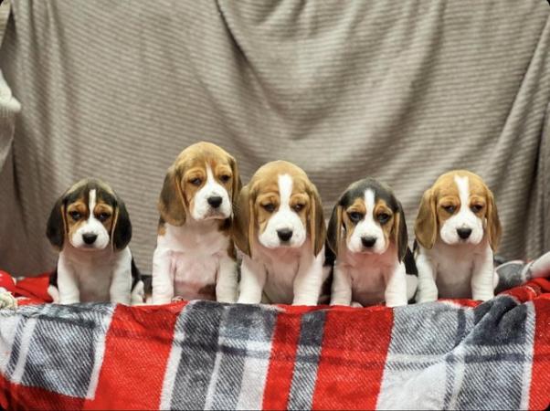 Image 5 of STUNNING CHUNKY KC BEAGLE PUPPIES READY NOW