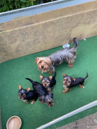 Image 4 of Yorkshire terrier puppies for sale ready now