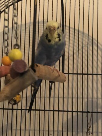 Image 2 of 1 year old budgie for sale comes with cage