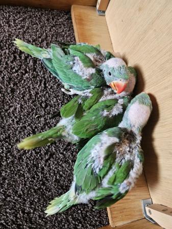 Image 2 of baby alexandrine parrots for sale