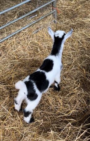 Image 1 of Miniature Pygmy goats looking for forever homes