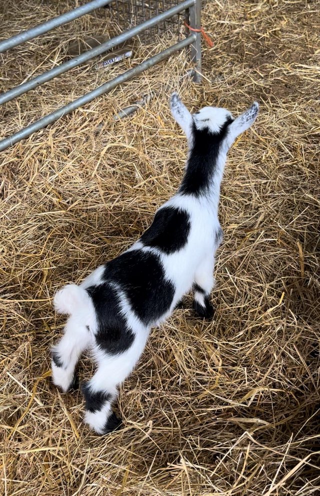 Preview of the first image of Miniature Pygmy goats looking for forever homes.