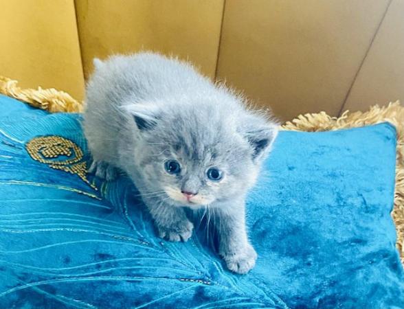 Image 10 of Adorable Dollface Persian X Kittens