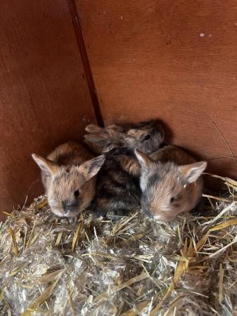 Image 1 of Accidental 7 French lop bunnies looking for loving homes