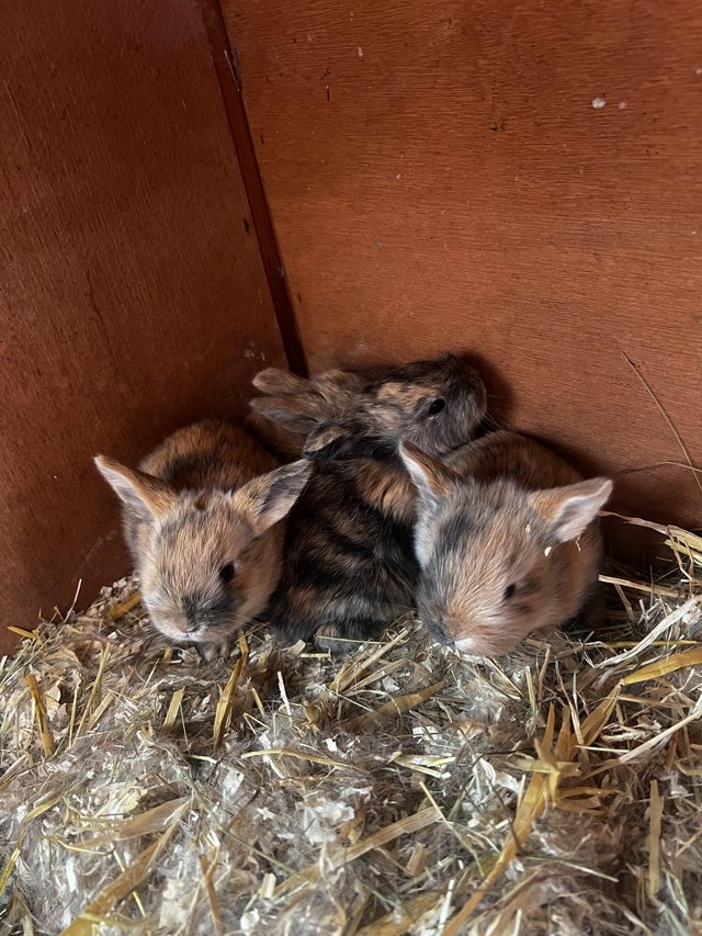 Preview of the first image of Accidental 7 French lop bunnies looking for loving homes.