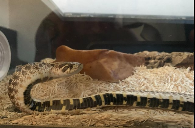 Image 1 of 3 year old Western Hognose Snake