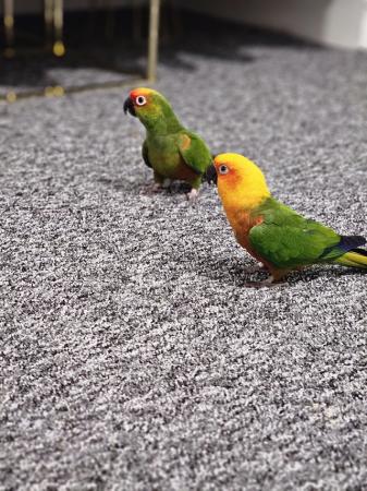 Image 1 of 1 year old gold cap conure and jenday conure