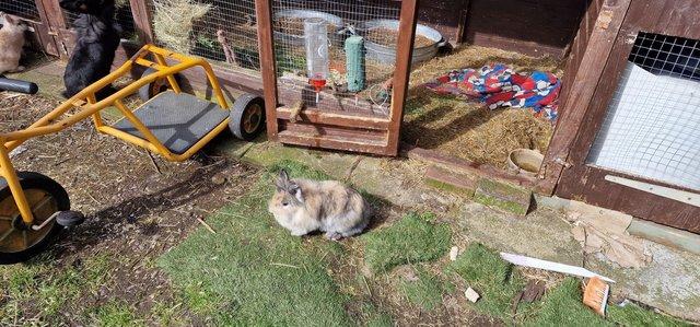 Image 5 of Liondwarf doe rabbit for sale