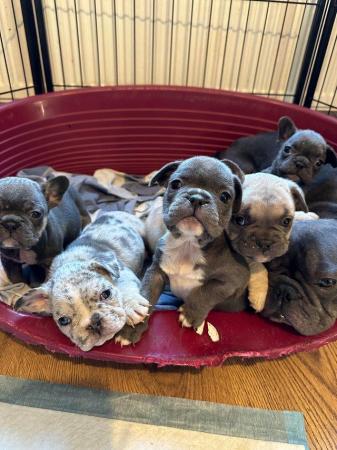 Image 3 of 2 male 2 female French bulldog pups for sale