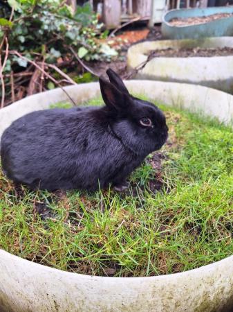 Image 2 of Young Netherland dwarf buck for sale £30